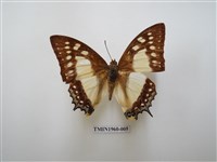 藏品(雙尾蛺蝶)的圖片